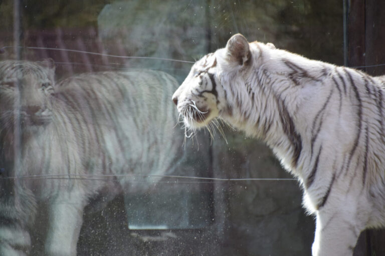 Bratislavská ZOO po takmer dvojmesačných obmedzeniach otvára svoje brány