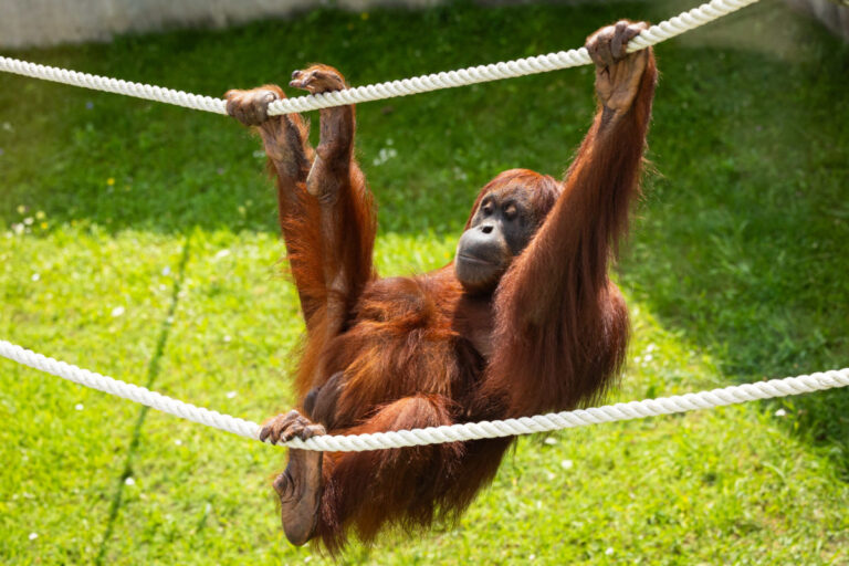ZOO Bratislava si pripomína 65. výročie od svojho otvorenia, stará sa o viac než tisíctristo zvierat