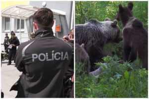 Dôchodca sa vybral na prechádzku do lesa. Sú tu všade medvede, mohlo sa stať čokoľvek, hovorí svedok