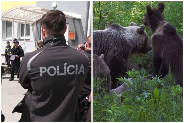 Dôchodca sa vybral na prechádzku do lesa. Sú tu všade medvede, mohlo sa stať čokoľvek, hovorí svedok