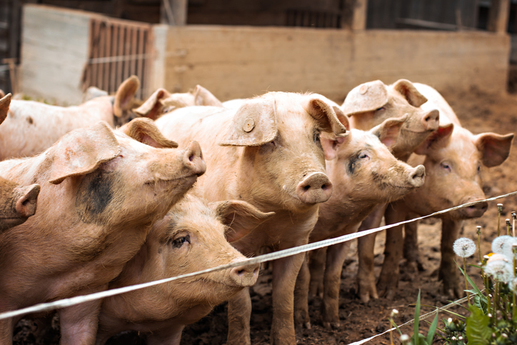 Na farme v okrese Levice potvrdili africký mor ošípaných, v ohnisku nákazy platia prísne opatrenia