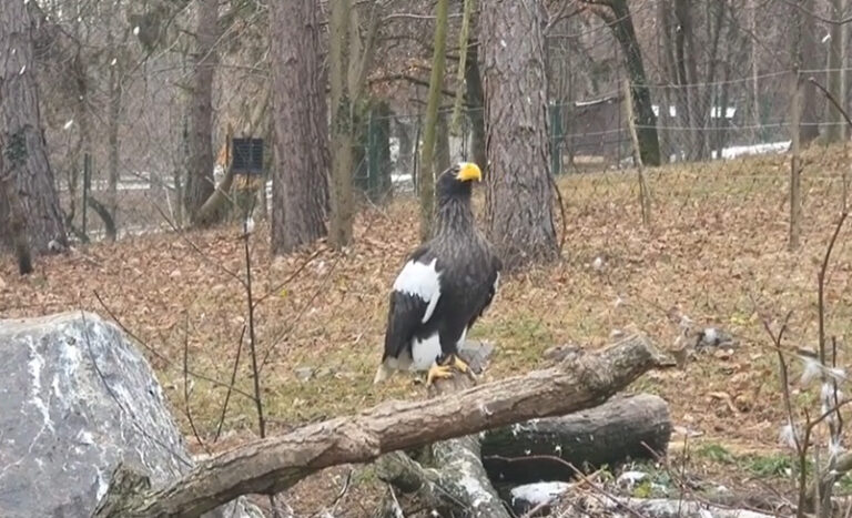 Zranené orly, sovy aj bociany dostanú pomoc. V bratislavskej ZOO vznikne moderná záchranná stanica