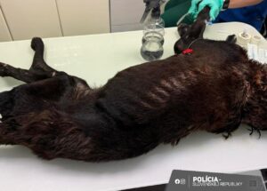 Bratislavčan týral psa tak surovo, že musel byť utratený. Vyšetrovateľ podal návrh na obžalobu – FOTO