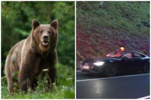 Medveď vbehol na Starých Horách priamo pod auto. Takého veľkého som nevidel ani v zoologickej, hovorí vodič